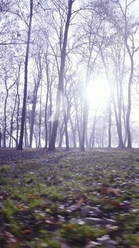 Moving sideway around forest with tall trees with no leaves on sunny day