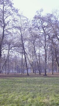 Trees without leaves with green lawn around and blue sky