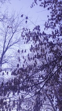 Moving under tree branch with dried up leaves silhouette