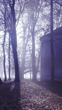 Big middle age chapel in tall dark forest on sunny day