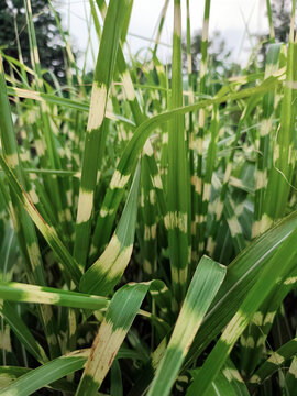 Close up of variegated ornamental grass leaves with cream striped patterns and fresh green foliage, natural botanical texture background in soft daylight.

