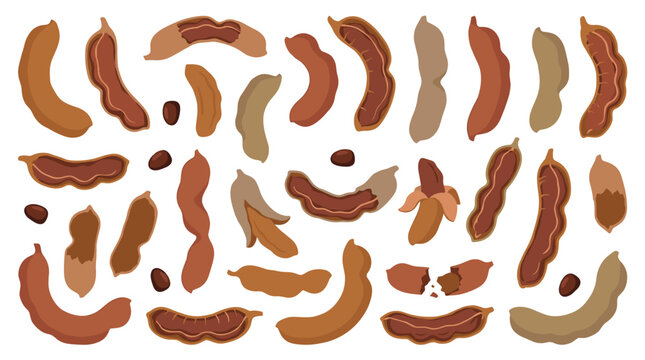 Set of tamarind pods and seeds for culinary ingredients, flat food elements for healthy nutrition, natural organic spices, spice collection