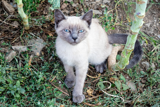 Small domestic cats outside a rural house in Asturias, Spain