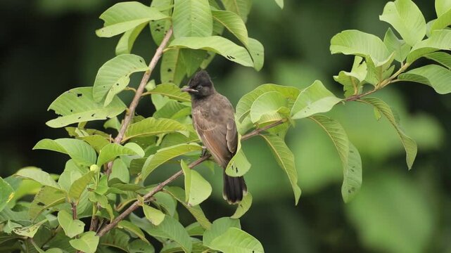 A red vented bulbul feeding on an insect