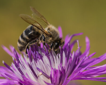 A Hard-Working Bee is Picking Pollen from a Pink Thistle-Like Flower in Late Summer