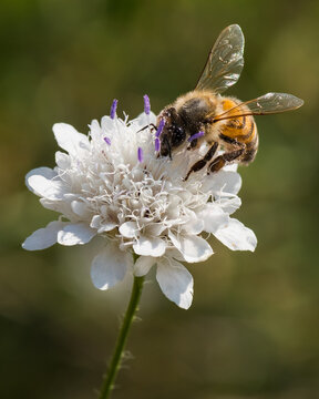 A Brown Hard-Working Bee is Picking Pollen from a White Flower in Late Summer