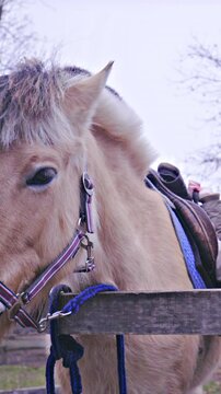 Preparing cute horse for training on a gloomy day