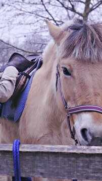 Person preparing saddle for riding horse dolly slide