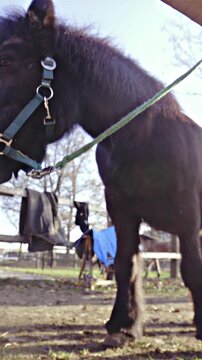 Black pony horse with winter fur low angle view