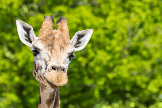 Front on view of a Rothschild's giraffe, Giraffa camelopardalis rothschildi, against green foliage with space for text. This species is one of the most endangered giraffe subspecies.