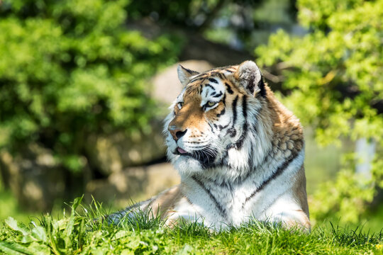 Siberian or Amur tiger, panthera tigris tigris, resting in a forest clearing. This endangered species is endemic to far eastern Russia and northeast China. This is a young adult male.
