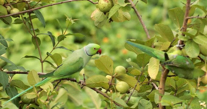 Two Ring necked parakeets feeding on Guavas from a guava tree