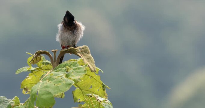 A red vented bulbul on top of a Sangwan tree preening itself