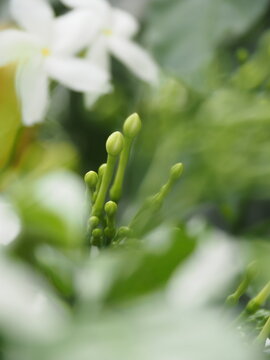 close up of a white flower
macro close up of green Crape Jasmine flower buds (Tabernaemontana divaricata) in selective focus with blurred white pinwheel blossoms and soft bokeh background. Vertical