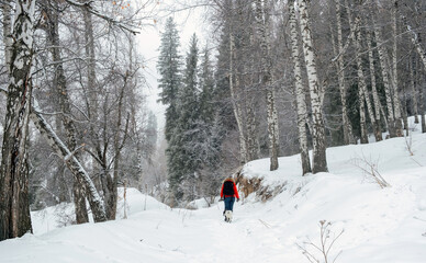 A hiker in a red jacket walks with a dog on a snowy path through a winter birch forest, suitable for active lifestyle, seasonal travel promotions, and outdoor adventure themes © Lana Kray