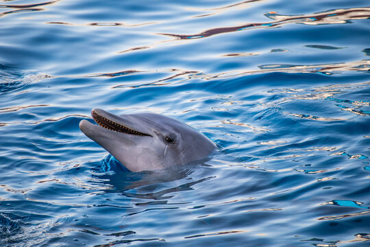 Animal Portrait of Bottlenose Dolphin in the Water, with Intelligent Eye, Smooth Skin and Characteristic Smile in a Pool Environment.