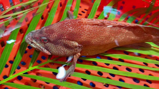 Large Red Fish in Chinese Restaurant Fish Tank &ndash; Aquarium Display