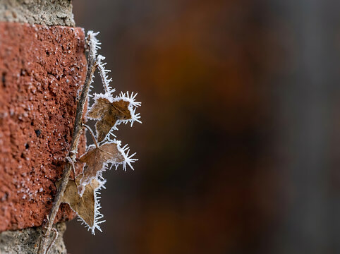 Frost covered dry leaves clinging to a weathered red brick wall during a crisp cold winter morning with delicate ice crystals and frozen texture