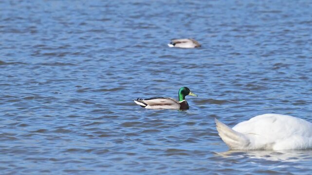 mallard ducks and swans swimming in a pond