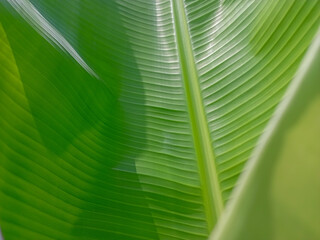 banana leaf background © Papu Studio