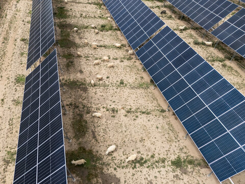 Sheep grazing peacefully beneath solar panel arrays on farmland