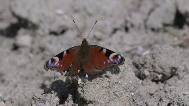 European peacock butterfly (Aglais io) on the ground in the wind