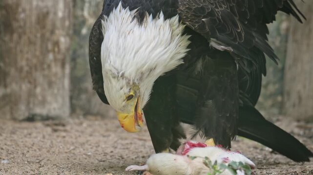 bald eagle (Haliaeetus leucocephalus) eating mouse in zoo