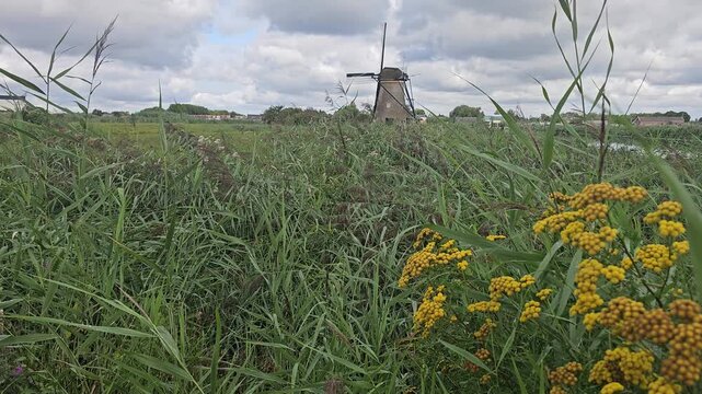 Windmill in the distance with grass and yellow flowers in netherlands
No filter video smartphone