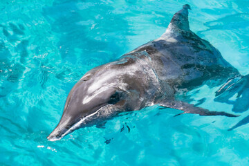 Bottlenose dolphin swimming just below the surface of turquoise water © Bambi and Sunny