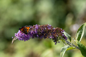 Small tortoiseshell butterfly on buddleia © fluffandshutter