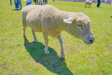 White sheep standing on a sunny pasture with visitors in the background © Bambi and Sunny