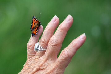 Small tortoiseshell butterfly on a hand © fluffandshutter