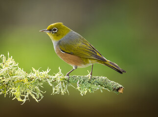 Obraz premium Silvereye or wax eye perched on branch isolated against out of focus background