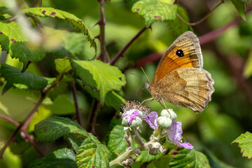 Naklejka premium Gatekeeper butterfly on bramble