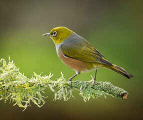 Fototapeta premium Silvereye or wax eye perched on branch isolated against out of focus background