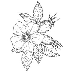 Fototapeta premium Rosehip flower and berries vector illustration, hand-drawn in ink. Graphic sketch
