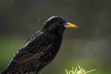 Fototapeta premium closeup of a starling in its winter colors