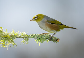 Fototapeta premium Silvereye or wax eye perched on branch isolated against out of focus background