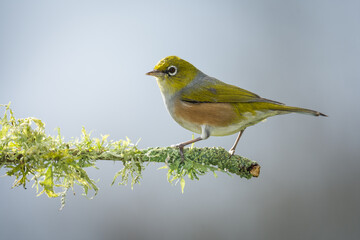 Obraz premium Silvereye or wax eye perched on branch isolated against out of focus background