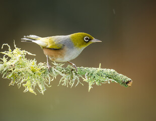 Fototapeta premium Silvereye or wax eye perched on branch isolated against out of focus background