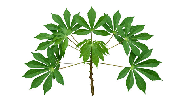 Fresh green cassava leaves with detailed veins on a tree branch against a white background plant foliage tropical plant leaf pattern yuca plant farm crop