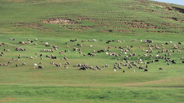 Herd of sheep and goats grazing on a green steppe pasture in summer