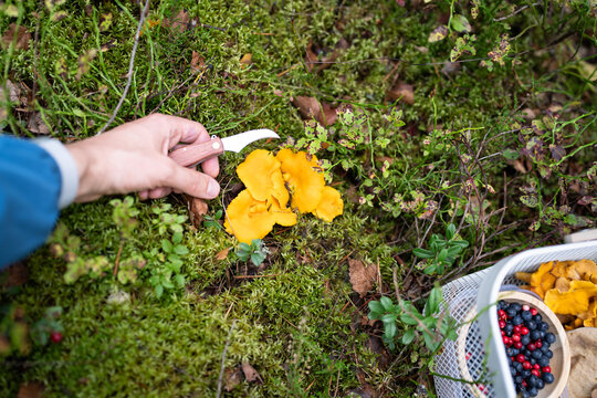 Man cuts chanterelles with curved knife on mossy ground during early autumn. Person collects mushrooms, bilberries and lingonberries while enjoying favorite outdoor hobby and relaxing forest walk.