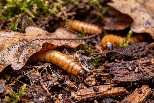 Zophobas morio Superworm Larvae in Forest Leaf Litter