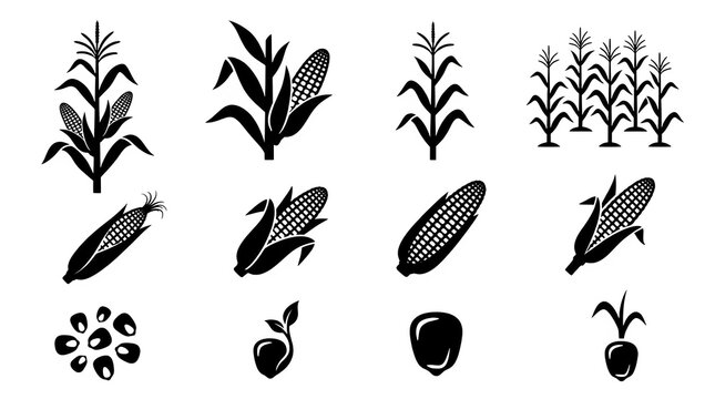Corn plant growth stages vector icons set from seed to mature stalk with ears of corn food production black and white background agriculture