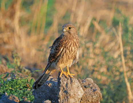 Female common kestrel (Falco tinnunculus) surveying the area for prey at sunset