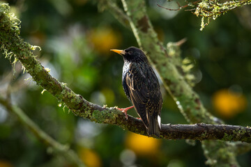 Fototapeta premium closeup of a starling in its winter colors