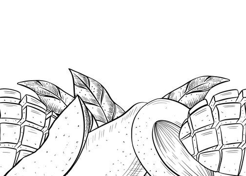 Detailed hand drawn botanical illustrations of fresh ripe whole mango fruit with sliced mango, leaves and flowers. Engraved style set for packaging, menu, grocery, postcards, labels and invitations.