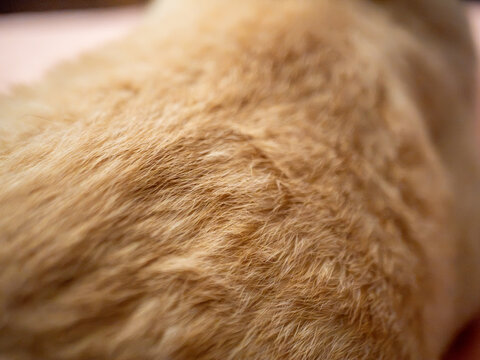 Macro Close-Up of Golden Cat Fur Texture with Soft Backlit Glow