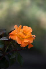 Fototapeta premium Closeup of single flower of Rose (Rosa ' Precious Amber') in a garden in late summer